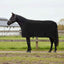 Hestetæppe Sort 85 cm Polyester Fleece
