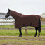 Hestetæppe Mørkebrun 85 cm Polyester Fleece