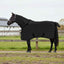 Hestetæppe Sort 145 cm Polyester Fleece