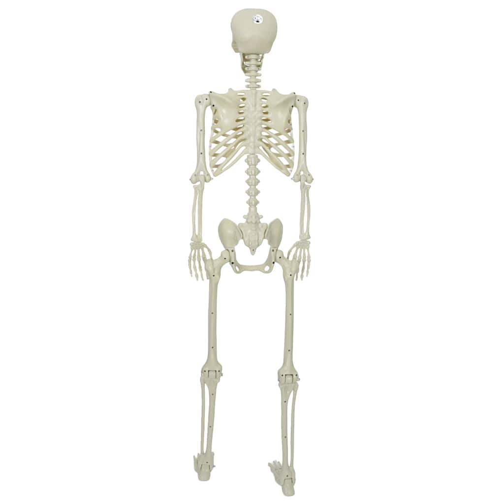 Halloween Skelet Hvid 155 x 38,5 cm Polypropylen
