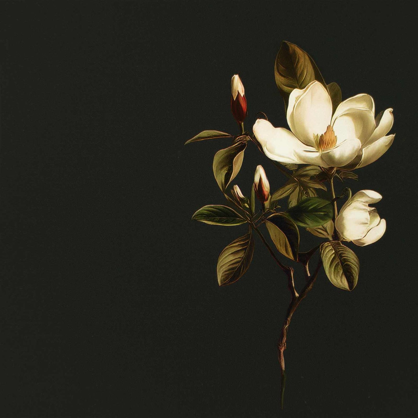 Skuffeskab BREMEN Magnolia print 66 x 36,5 x 75 cm Sonoma-eg