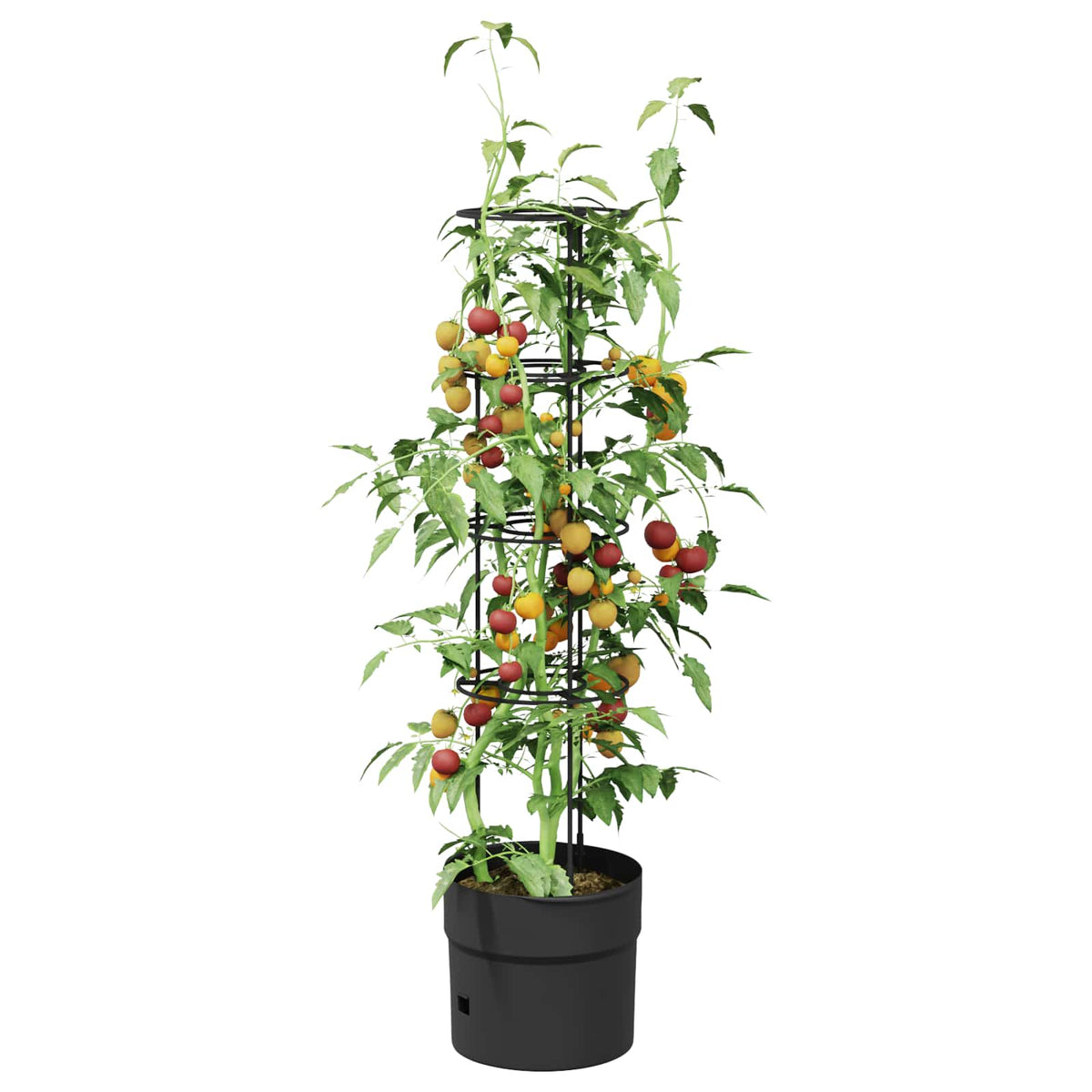 Tomat Vokser Sort Ø 32 x 127 cm PP